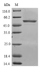 Human CXXC4 protein