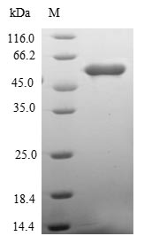 Human RCHY1 protein