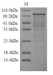 Rat Tlr4 protein