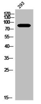 PRKCA/PRKCB/PRKCD/PRKCE/PRKCG/PRKCH/PRKCQ/PRKCZ Antibody