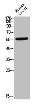 TGFBR1 Antibody