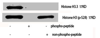 HIST1H3A/HIST2H3A/H3F3A Antibody