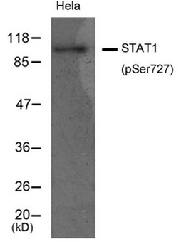 STAT1 Antibody