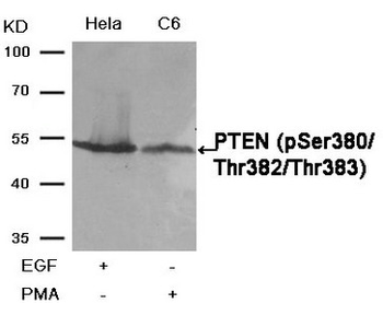 PTEN Antibody