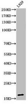 HIST1H3A/HIST2H3A/H3F3A Antibody