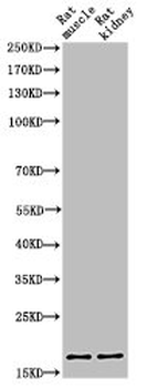 HIST1H3A/HIST2H3A/H3F3A Antibody