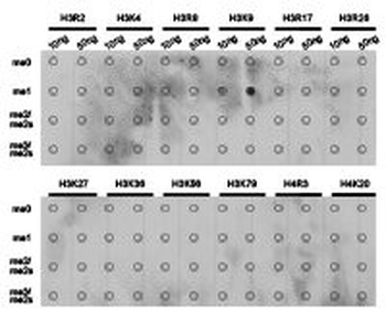 HIST3H3 Antibody