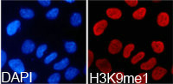 HIST3H3 Antibody