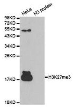 HIST3H3 Antibody