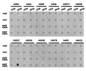HIST3H3 Antibody