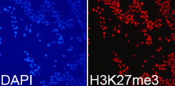 HIST3H3 Antibody