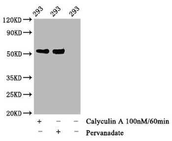 TP53 Antibody