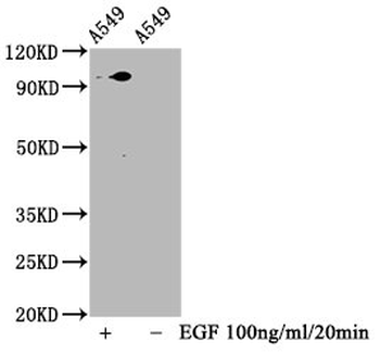 STAT3 Antibody