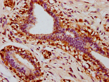 STAT3 Antibody