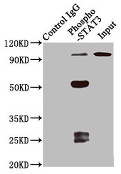 STAT3 Antibody
