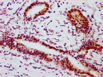 STAT1 Antibody