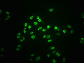STAT1 Antibody