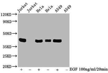 MAPK3/MAPK1 Antibody