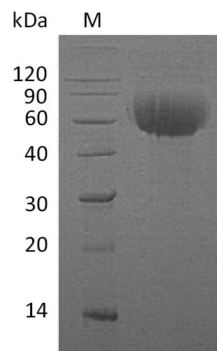Human IL13RA1 protein