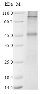 Human GLP-1 protein