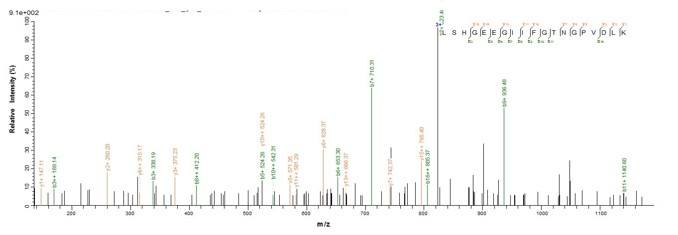 Human Caspase 3 protein