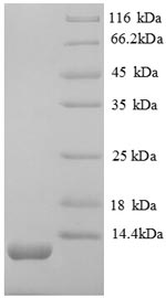 Mouse SDF1 protein