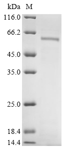 Human CYP1A1 protein
