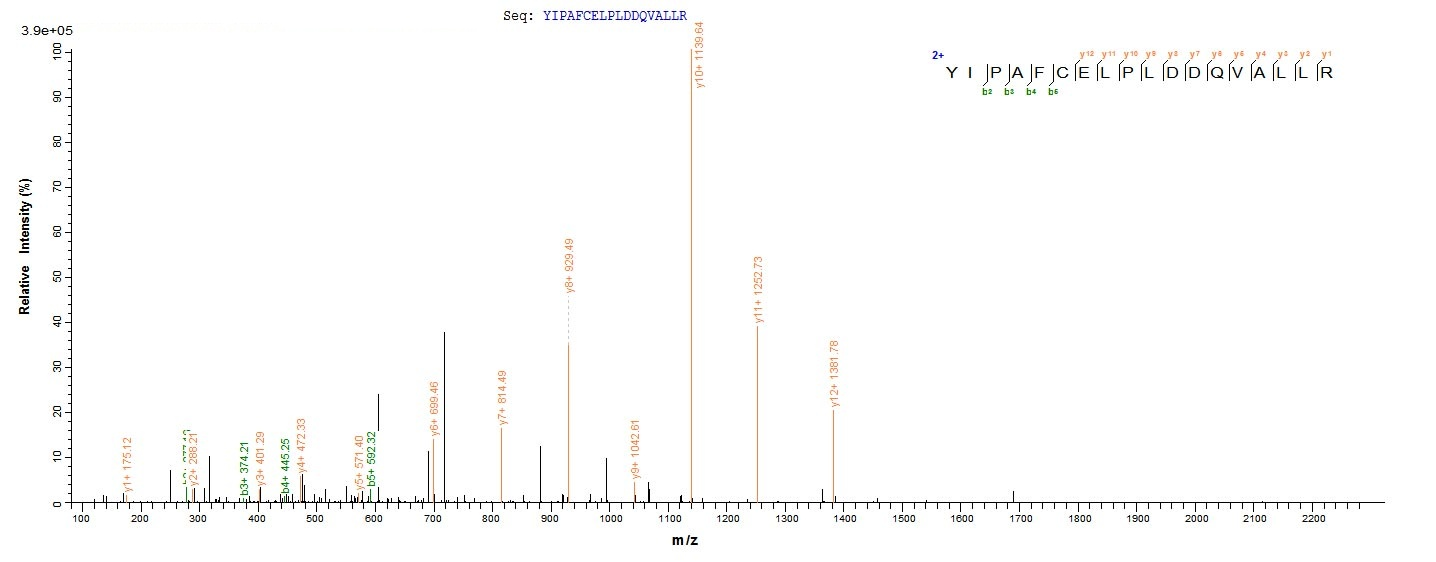 Human HNF4A protein