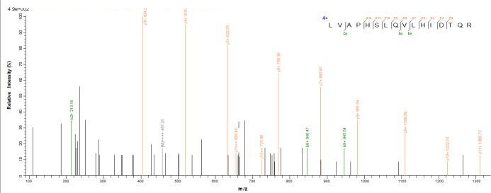 Mouse l2rb protein