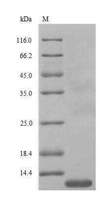 Gallus CXCL8 protein