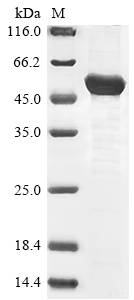 Mouse Nf2 protein