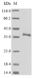 Mouse Sfrp5 protein