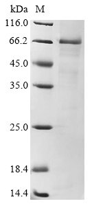 Human TLR4 protein