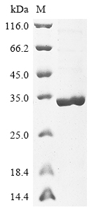 Recombinant Arabidopsis Thaliana IAA17 Protein