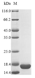 E. coli relB protein