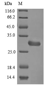 Fungi rodA protein