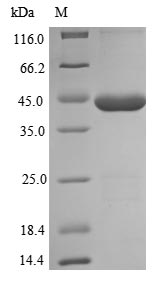 E. coli rdgB protein