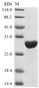 Bacteria inhA protein