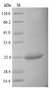 Mouse Il34 protein