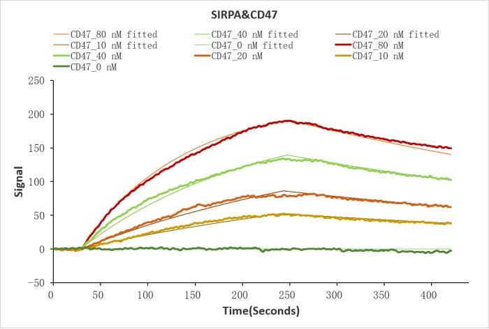 Human SIRPA protein