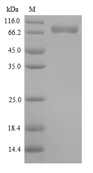 Human CSF1 protein
