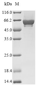 Mouse TLR4 protein