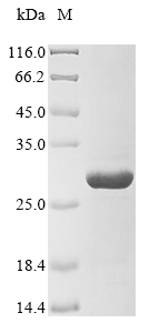 Rat Epor protein