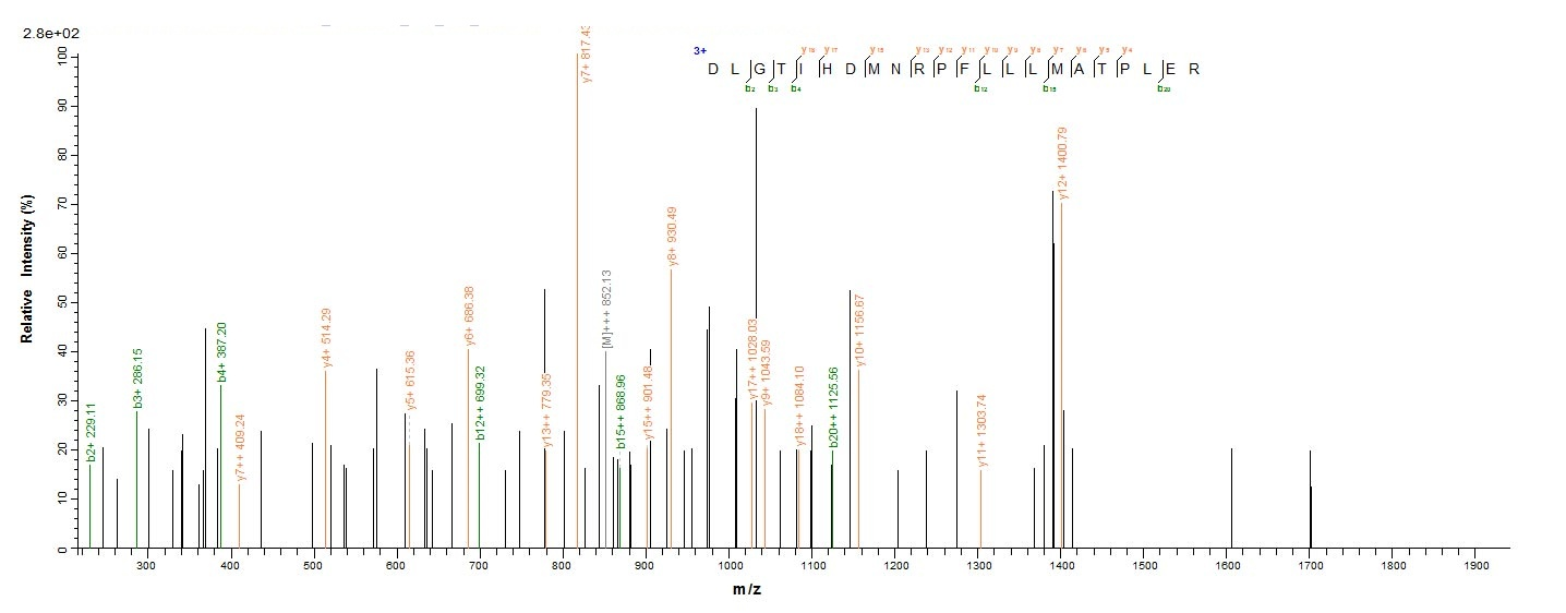 Rat TGF beta 1 protein