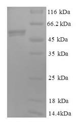 Human CYC1 protein