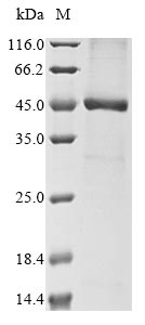 herpesvirus 7 Probable ganciclovir kinase protein