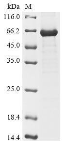 Human ALPI protein