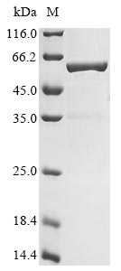 polA protein