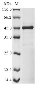 Human TEAD4 protein