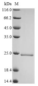 Bovine CSF2 protein